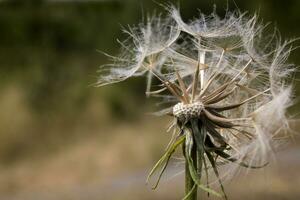 delicate, dandelion, growing, green, lawn, warm, rays, summer sun photo