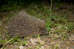al free little animal hedgehog wandering through the woods at night photo