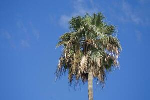 exótico palma árbol con verde hojas en un antecedentes de azul cielo en un soleado caliente día, foto