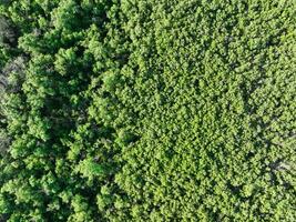 Aerial top view of mangrove forest. Drone view of dense green mangrove trees captures CO2. Green trees background for carbon neutrality and net zero emissions concept. Sustainable green environment. photo