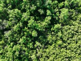 aéreo parte superior ver de mangle bosque. zumbido ver de denso verde mangle arboles capturas co2 verde arboles antecedentes para carbón neutralidad y red cero emisiones concepto. sostenible verde ambiente. foto