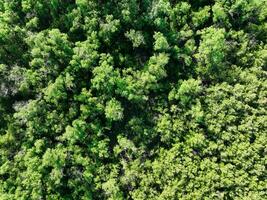 Aerial top view of mangrove forest. Drone view of dense green mangrove trees captures CO2. Green trees background for carbon neutrality and net zero emissions concept. Sustainable green environment. photo