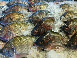 Fresh nile tilapia fish or mango fish or Oreochromis niloticus on iced stall in market place photo