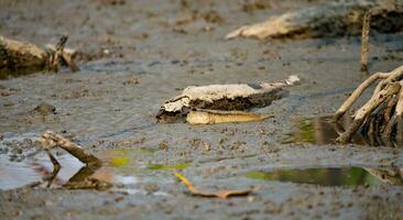 Mudskipper on mud in a serene mangrove swamp. Biodiverse ecosystem. Coastal ecosystem. Biodiverse mangrove habitat. Mudskipper on mud in a coastal wetland. Adaptation in a mangrove ecosystem. photo