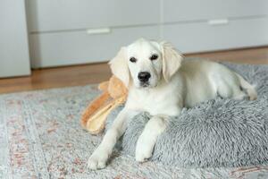 A puppy of a golden retriever is resting in a dog bed. photo