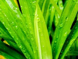 agua gotas en verde pandan hojas después lluvia foto