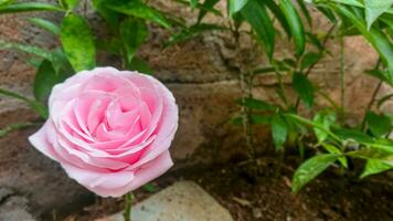 rosas rosadas en el jardín foto