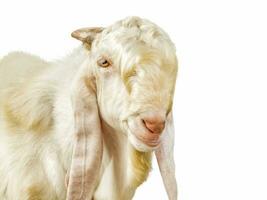 white goat on white background photo