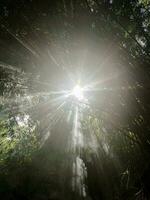 bamboo forest with sunlight from between the branches photo