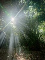 bamboo forest with sunlight from between the branches photo