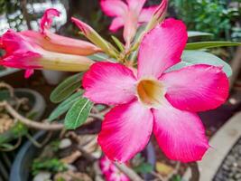 cerca arriba foto de rosado frangipani flores en el jardín