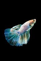 Bright blue halfmoon betta fish swimming beautifully, isolated on black background photo