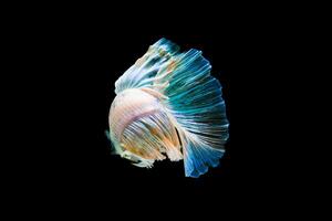 Bright blue halfmoon betta fish swimming beautifully, isolated on black background photo