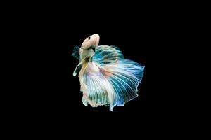 Bright blue halfmoon betta fish swimming beautifully, isolated on black background photo