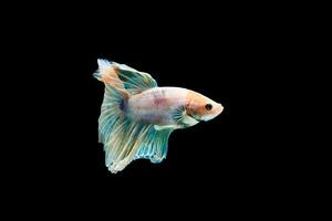 Bright blue halfmoon betta fish swimming beautifully, isolated on black background photo