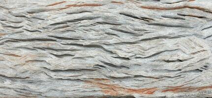 old gray swirly bark background photo