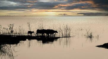 silhouette evening life with horizon by lake photo