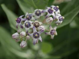 flor de corona, calotropis gigantea, apocynaceae, asclepiadoideae cinco sépalos, que tienen conos conectados entre sí tienen un color púrpura oscuro y suave foto