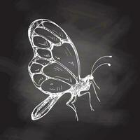 Hand drawn  butterfly sketch. Monochrome insect  doodle on chalkboard background. Black and white vintage element.  Vector sketch. Detailed retro style.