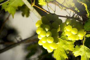 green grapes hanging from flaming stalks beside orange green vineyards photo