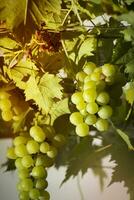 green grapes hanging from flaming stalks beside orange green vineyards photo