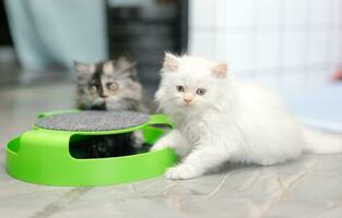 White cat playing with toy.  Pet concept photo