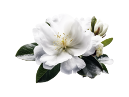 blanc fleur png, blanc fleur transparent Contexte ai génératif png