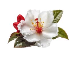 White Flower Png, White Flower Transparent Background AI Generative png