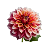 dahlia blomma, dahlia blomma png, dahlia blomma transparent bakgrund ai generativ png