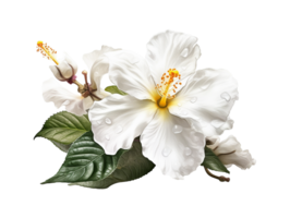 branco flor png, branco flor transparente fundo ai generativo png