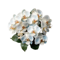 Orchid, White Orchid Png, Orchid with transparent background AI Generative png