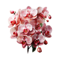 Orchid, Orchid Colorful, Orchid with transparent background AI Generative png