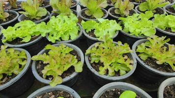 topo Visão do alface, porque alface, vermelho carvalho, verde carvalho dentro orgânico panelas dentro uma pesticida livre estufa. natural orgânico legumes e cultivo crescer dentro inteligente fazendas. conceito do saudável Comida para vegetarianos. video