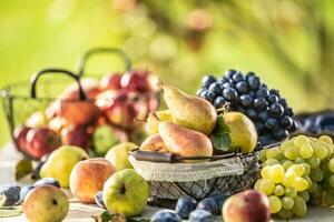 maduro frutas en el mesa en el jardín. Fresco peras en un cesta rodeado por un variedad de jardín frutas foto