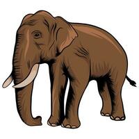 elephant in cartoon style on white background illustration vector