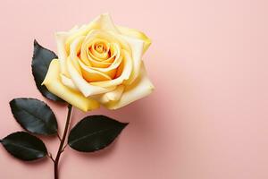 Beautiful rose on pink background, top view. Space for text photo