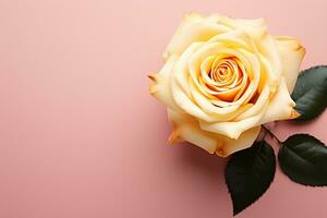 Beautiful rose on pink background, top view. Space for text photo