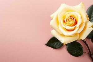 Beautiful rose on pink background, top view. Space for text photo