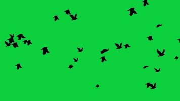 aves rebaño volador lejos silueta animación aislado en verde pantalla antecedentes video