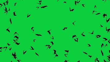 Abstract silhouette bats fly background animation green screen video