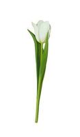 White tulip isolated on a white background. Spring flower. vector