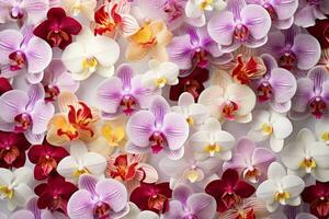 colección de orquídea flor aislado en blanco antecedentes foto