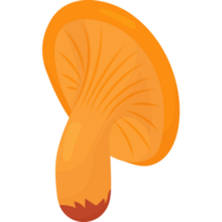 Forest mushroom chanterelle png