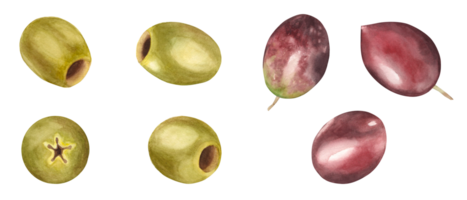 Green and red, brown olives set. Watercolor hand drawn botanical illustration. Can be used for menu, product package and food design png