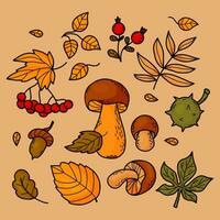 colección otoño hojas, bosque hongos, bayas, castaña, bellota y montaña ceniza. vector ilustración. aislado de colores mano dibujo garabatos para otoño diseño, decoración.