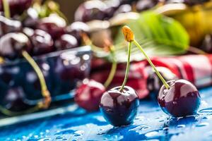 Ripe sweet cherries on blue woden table with water drops photo