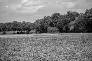 summer time in the germany westphalia photo