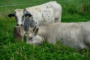 summer time in the german westphalia photo