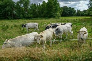 summer time in the german westphalia photo