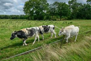 summer time in the german westphalia photo